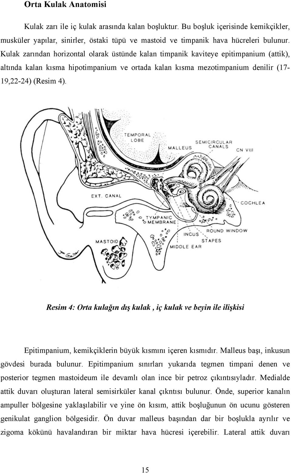 Resim 4: Orta kulağın dış kulak, iç kulak ve beyin ile ilişkisi Epitimpanium, kemikçiklerin büyük kısmını içeren kısmıdır. Malleus başı, inkusun gövdesi burada bulunur.