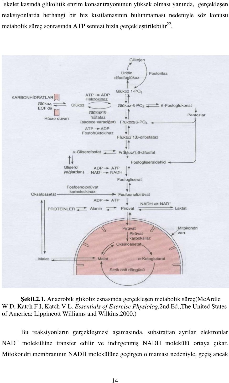 Anaerobik glikoliz esnasında gerçekleşen metabolik süreç(mcardle W D, Katch F I, Katch V L. Essentials of Exercise Physiolog.2nd.Ed.