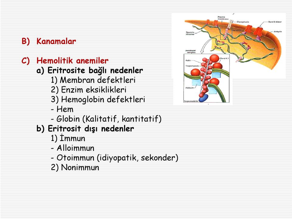 defektleri -Hem - Globin (Kalitatif, kantitatif) b) Eritrosit