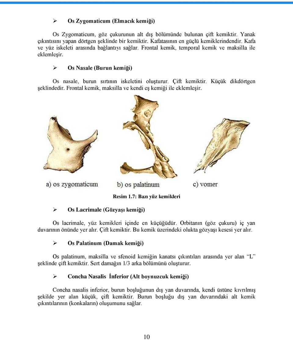 Küçük dikdörtgen Ģeklindedir. Frontal kemik, maksilla ve kendi eģ kemiği ile eklemleģir. Os Lacrimale (GözyaĢı kemiği) Resim 1.7: Bazı yüz kemikleri Os lacrimale, yüz kemikleri içinde en küçüğüdür.