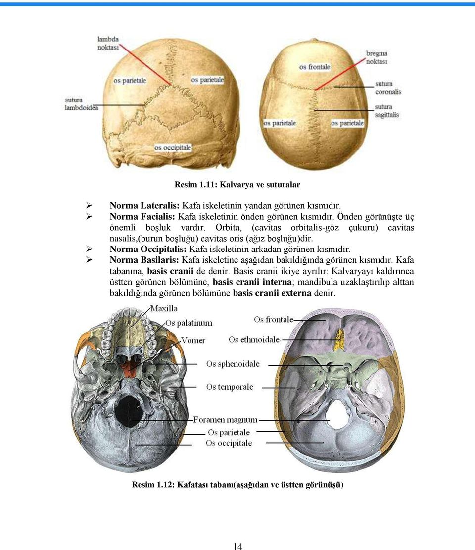 Norma Occipitalis: Kafa iskeletinin arkadan görünen kısmıdır. Norma Basilaris: Kafa iskeletine aģağıdan bakıldığında görünen kısmıdır. Kafa tabanına, basis cranii de denir.