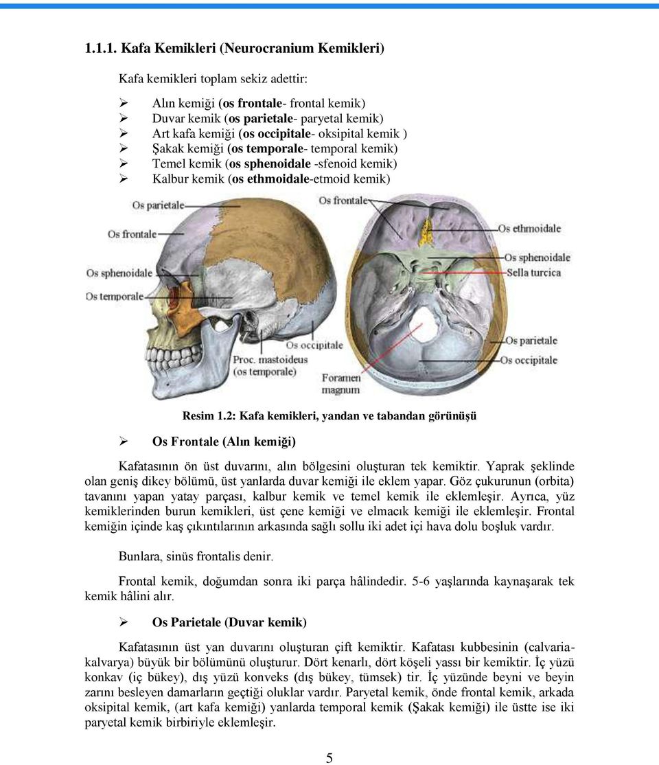 2: Kafa kemikleri, yandan ve tabandan görünüģü Os Frontale (Alın kemiği) Kafatasının ön üst duvarını, alın bölgesini oluģturan tek kemiktir.