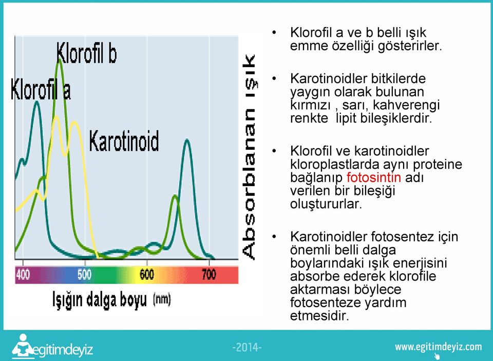 Klorofil ve karotinoidler kloroplastlarda aynı proteine bağlanıp fotosintin adı verilen bir bileşiği