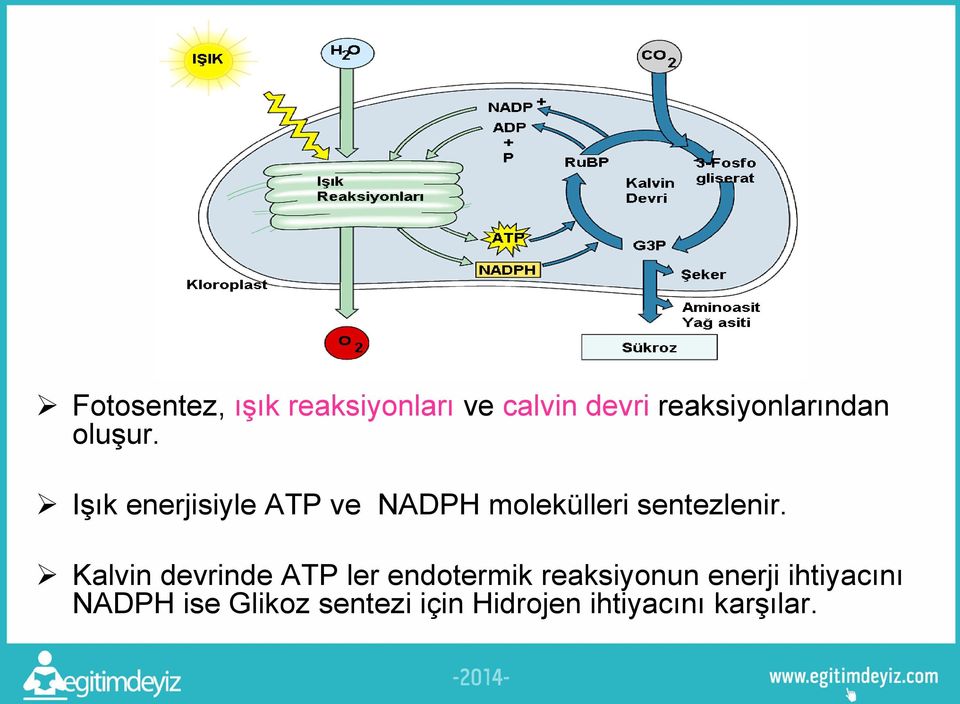 Işık enerjisiyle ATP ve NADPH molekülleri sentezlenir.