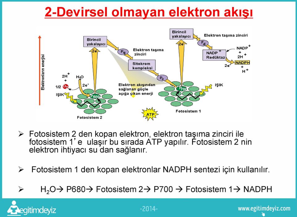 Fotosistem 2 nin elektron ihtiyacı su dan sağlanır.