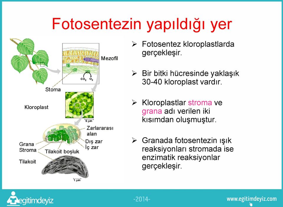 Kloroplastlar stroma ve grana adı verilen iki kısımdan oluşmuştur.