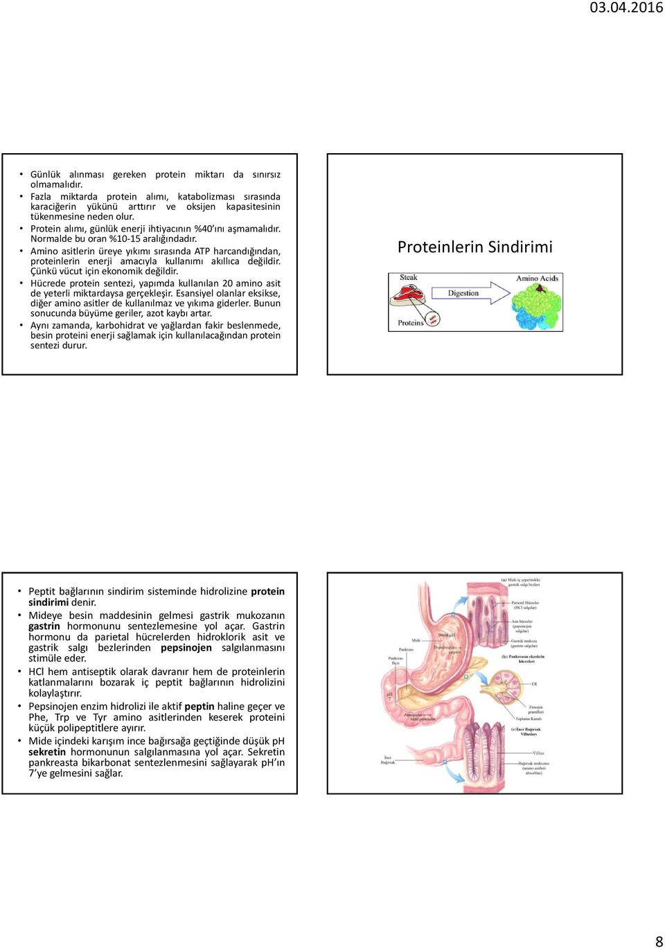 Amino asitlerin üreye yıkımı sırasında ATP harcandığından, proteinlerin enerji amacıyla kullanımı akıllıca değildir. Çünkü vücut için ekonomik değildir.