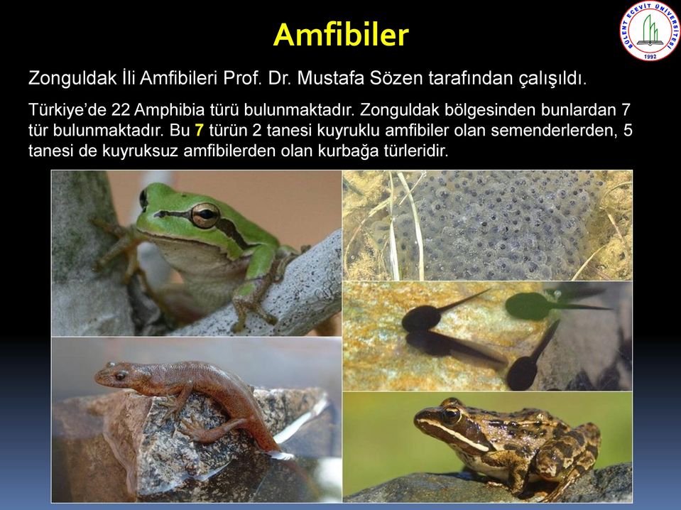 Türkiye de 22 Amphibia türü bulunmaktadır.