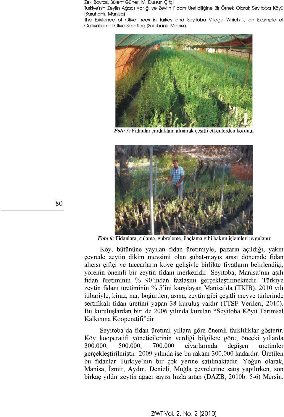 Example of Cultivation of Olive Seedling (Saruhanlı, Manisa) Foto 5: Fidanlar çardaklara alınarak çeşitli etkenlerden korunur 80 Foto 6: Fidanlara; sulama, gübreleme, ilaçlama gibi bakım işlemleri