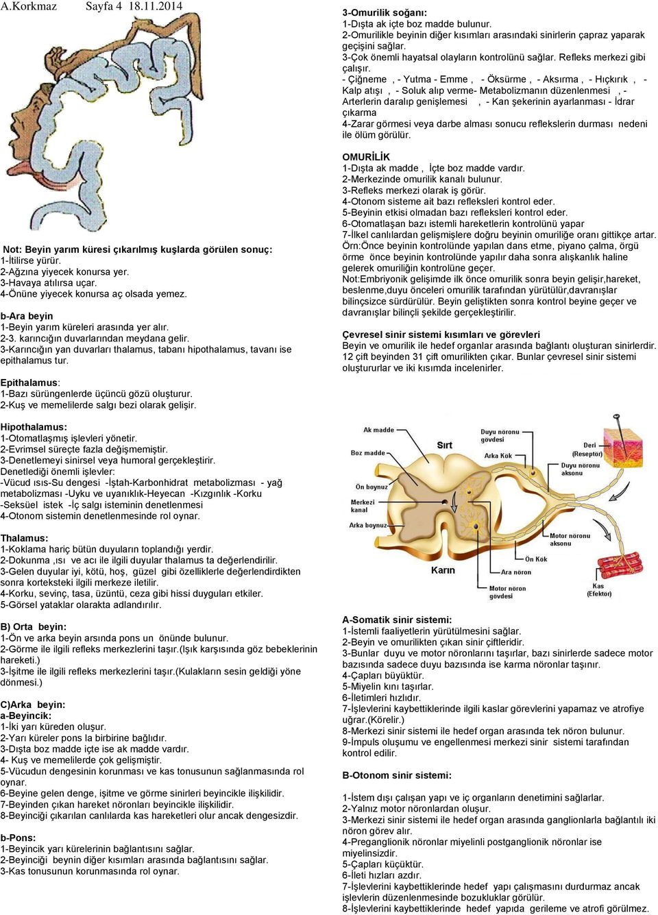 Epithalamus: 1-Bazı sürüngenlerde üçüncü gözü oluşturur. 2-Kuş ve memelilerde salgı bezi olarak gelişir. 3-Omurilik soğanı: 1-Dışta ak içte boz madde bulunur.