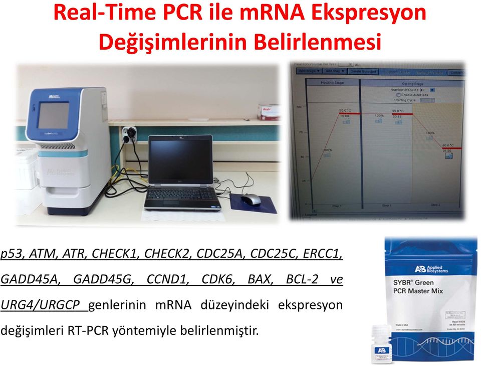 GADD45G, CCND1, CDK6, BAX, BCL 2 ve URG4/URGCP genlerinin mrna