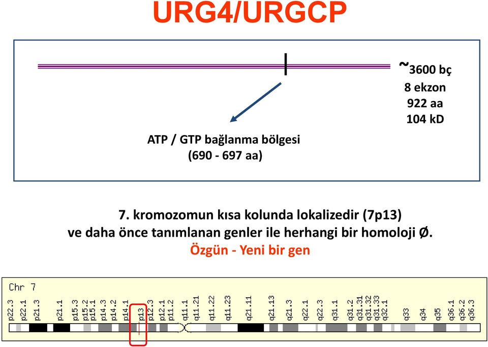 kromozomun kısa kolunda lokalizedir (7p13) ve daha