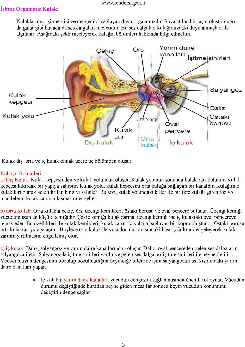 Kulağın Bölümleri a) Dış Kulak: Kulak kepçesinden ve kulak yolundan oluşur. Kulak yolunun sonunda kulak zarı bulunur. Kulak kepçesi kıkırdak bir yapıya sahiptir.