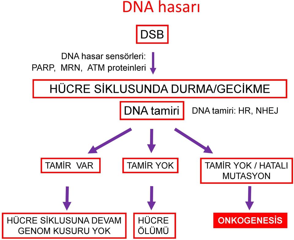 HR, NHEJ TAMİR VAR TAMİR YOK TAMİR YOK / HATALI MUTASYON