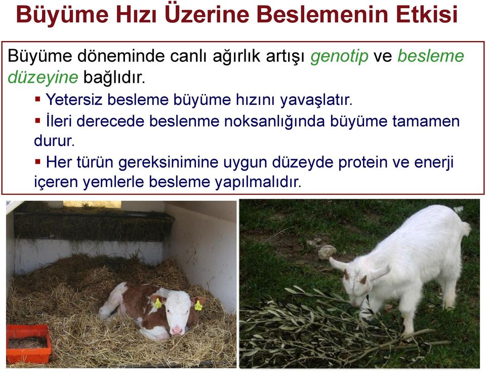 Yetersiz besleme büyüme hızını yavaşlatır.