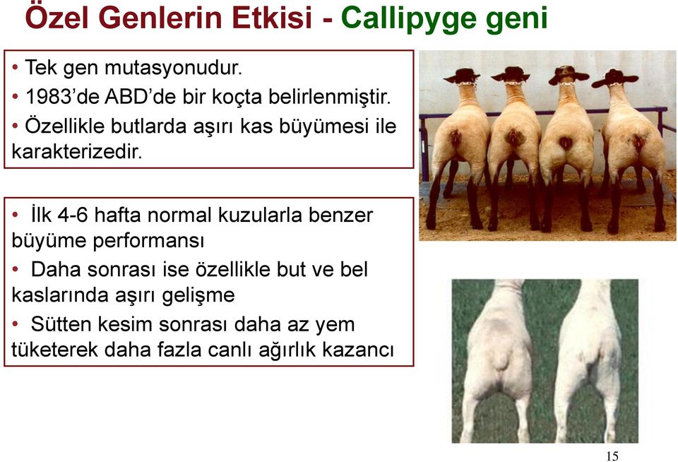 Özellikle butlarda aşırı kas büyümesi ile karakterizedir.