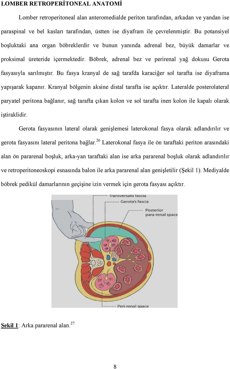 Böbrek, adrenal bez ve perirenal yağ dokusu Gerota fasyasıyla sarılmıştır. Bu fasya kranyal de sağ tarafda karaciğer sol tarafta ise diyaframa yapışarak kapanır.