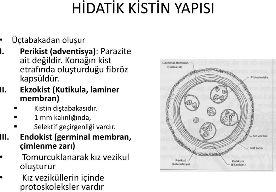 Ekzokist (Kutikula, laminer membran) Kistin dıştabakasıdır.