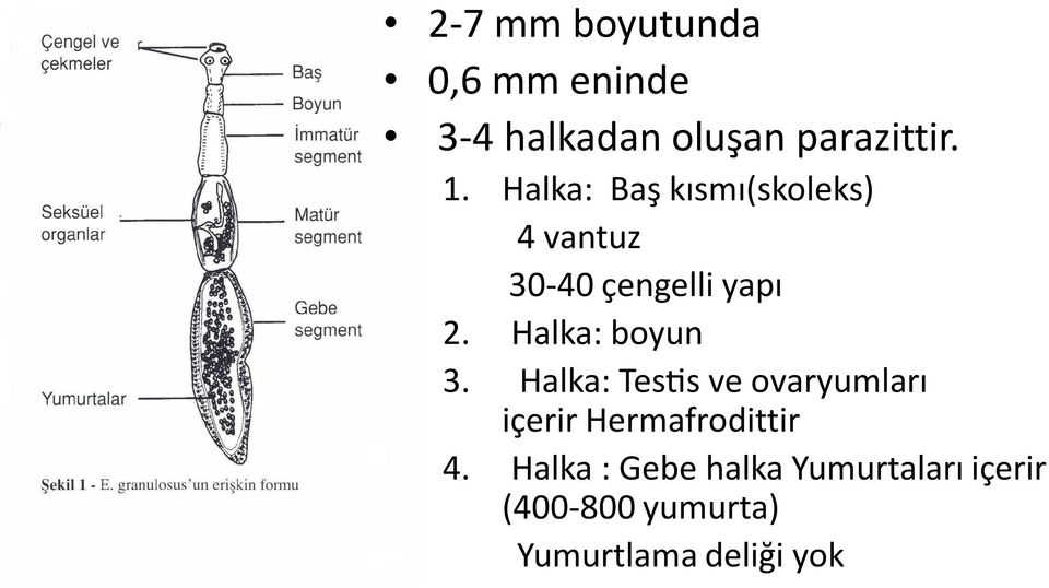 Halka: boyun 3. Halka: Tes s ve ovaryumları içerir Hermafrodittir 4.