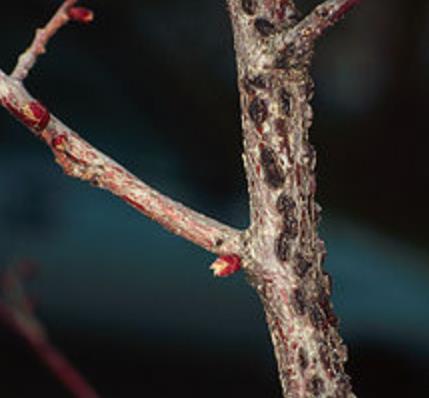 TÜRKİYE İÇİN BİR ÖRNEK: FINDIK Anisogramma anomala (Türkiye de görülmeyen bir fındık hastalığı) 400.000 aile, 2 milyon kişinin geçim kaynağı Yıllık üretim 600.