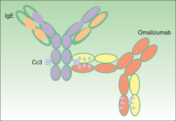 Lin H, Omalizumab rapidly decreases nasal allergic response and FcepsilonRI on basophils. J Allergy Clin Immunol. 2004 Stokes Jeffrey. Omalizumab ın Etkileri Serbest IgE de azalma olur.