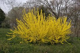 Forsythia