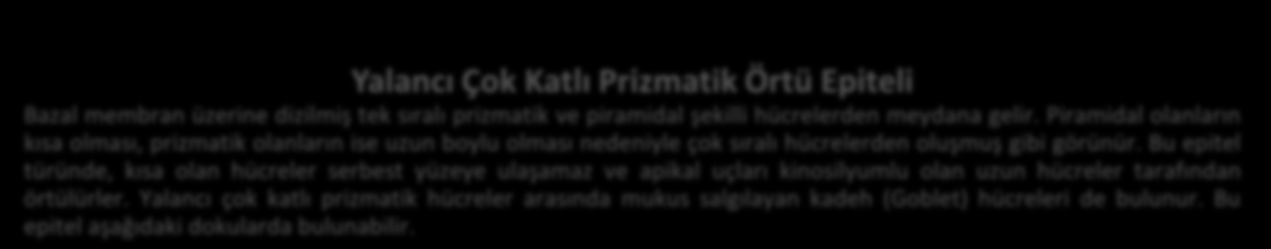 12 Yalancı Çok Katlı Prizmatik Örtü Epiteli Bazal membran üzerine dizilmiş tek sıralı prizmatik ve piramidal şekilli hücrelerden meydana gelir.