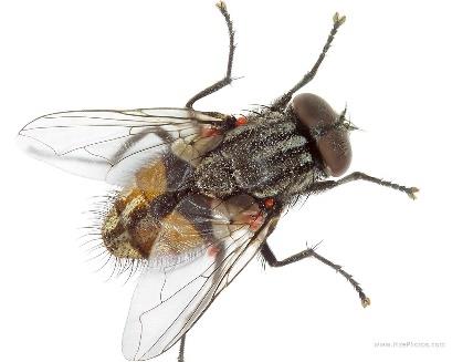 KARASİNEKLER Familia : Diptera 0.