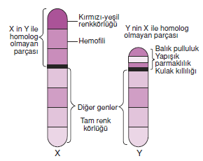XX-XY Yöntemi: Hayvanların büyük bir kısmında dişiler birbirinin homologu olan bir çift gonozom taşır ( XX ) Erkeklerde ise X kromozomunun yanında yapı ve işlev bakımından farklı ve daha küçük olan