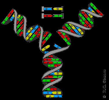 DNA nın Özellikleri *Çift sarmal yapıdadır. *Dört çeşit nükleotit bulunur. *DNA nın organik bazları; ADENİN, TİMİN, GUANİN, SİTOZİN dir.