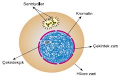 *Çekirdek kalıtsal maddeyi taşır.