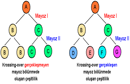 Mayoz Bölünmenin Özellikleri * Üreme ana hücrelerinde görülür.(n) *Sperm ve yumurtanın oluşmasını sağlar. *Bölünme sonucu kromozom sayısı yarıya iner.