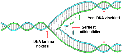 DNA nın Kendini Eşlemesi Hücre bölünmesinden önce DNA molekülü iki katına çıkar. Bu olay DNA nın kendini eşlemesidir. *Enzimler yardımıyla nükleotitler arası bağlar kopar.