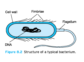 Bakteriler 1-2 µm Hızlı çoğalma (Ör: 20 dak.
