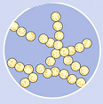 Adenovirüs Coronavirüs Clamidya Pneumonia RSV Bakteriler