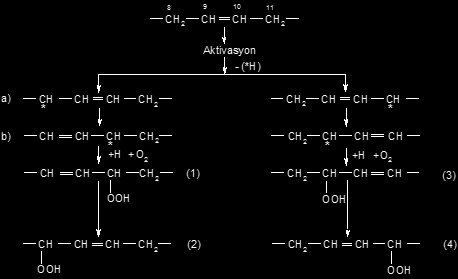 Otooksidasyon Reaksiyonları (1) 10 hidroperoksi 8 monoenoic (3) 9 hidroperoksi 10 monoenoic (2) 8 hidroperoksi 9 monoenoic