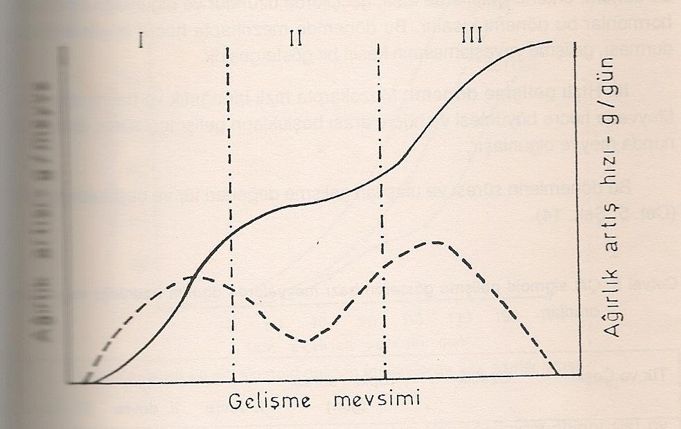 Çift Sigmoid Gelişme Şeftali kayısı erik kiraz zeytin frenk üzümü kivi üzüm incir ahududu böğürtlen Bu meyvelerde gelişme