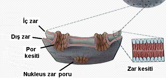 1)Çekirdek Zarı: Çekirdek içeriğini sitoplazmadan ayıran çift tabakalı bir zardır. Yapısı hücre zarı ile aynıdır. Sadece iki katlı hücre zarı içermektedir.