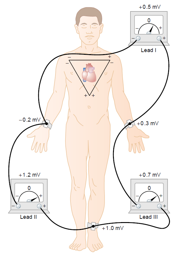 Bipolar Derivasyonlar Kalbin sağ kol, sol kol ve sol bacaktan oluşan eşkenar bir üçgenin merkezinde bulunduğu kabul edilir = EINTHOVEN ÜÇGENİ Bu elektrodlar ortak bir terminale
