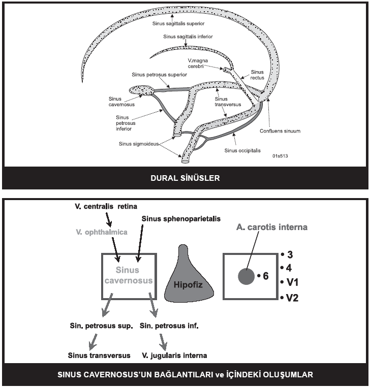 144 cerebrales inferiores, v. centralis retinae (bazen) ve sinus sphenoparietalis. Sinus cavernosus; arkada sinus petrosus superior ile sinus transversus a, sinus petrosus inferior ile v.