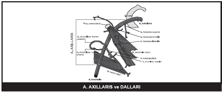 axillaris in en büyük dalıdır. Đki uç dalına ayrılır. a. circumflexa scapulae; Aynı isimli veni ile birlikte spatium axillare mediale (skapulotrisipital aralık, triangüler aralık, üçgen aralık) den geçer.