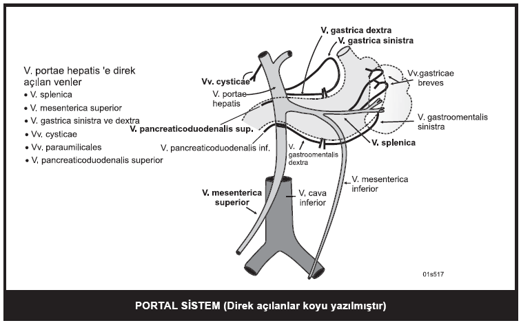 94 V. SPLENICA (V. LIENALIS) Cauda pancreatis ve a. splenica ile birlikte ligamentum splenorenale (lig. lienorenale) içindedir. V. Mesenterica inferior ve v. gastroomentalis sinistra yı alır. V. mesenterica inferior; v.