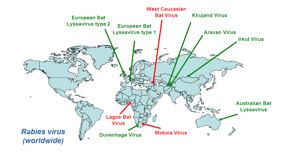 Kuduz Virüslerinin Küresel