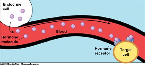 GÖREVİ: Uyarmaktır HORMON: Grekçe uyarma demektir -hormonların kandaki konsantrasyonu- 10-6 M ( mol)- 10 12