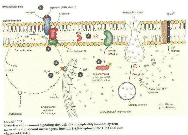 Endoplazmik retikulum sitoplazma Ca 2+ deposu Fosfolipaz C Protein kinaz C Fosforillenmiş