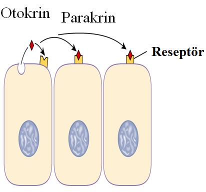 Otokrin- Sentez edildikleri hücrelerde etkisini gösteren hormonlar - Somatostatinin kendi salgılanması üzerine etkisi. 3.