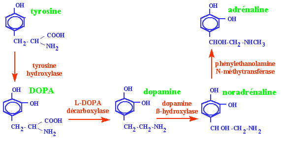 tirozin adrenalin Tirozin hidroksilaz DOPA L-DOPA dekarboksilaz dopamin Dopamin -hidroksilaz Feniletanolamin N-metiltransferaz noradrenalin ETKİ MEKANİZMALARİ: 2 Reseptör sınıfı ile etki yaparlar