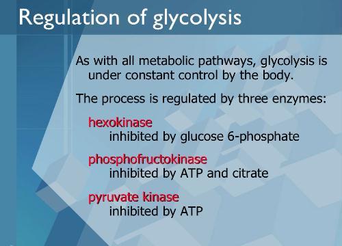 Glikolizis in regülasyonu Tüm metabolik geçitlerde olduğu gibi glikoliz de vücut tarafından sıkı kontrol altındadır.