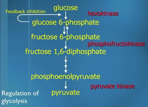 Geritepme inhibisyon Heksokinaz