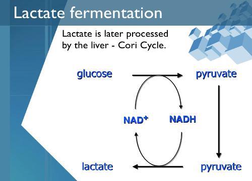 Laktat Fermentasyonu Laktat daha sonra